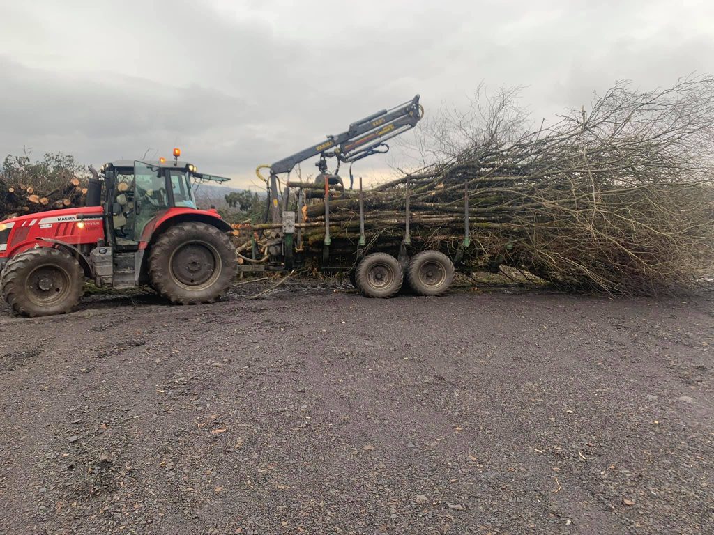 tree clearance Llandeilo