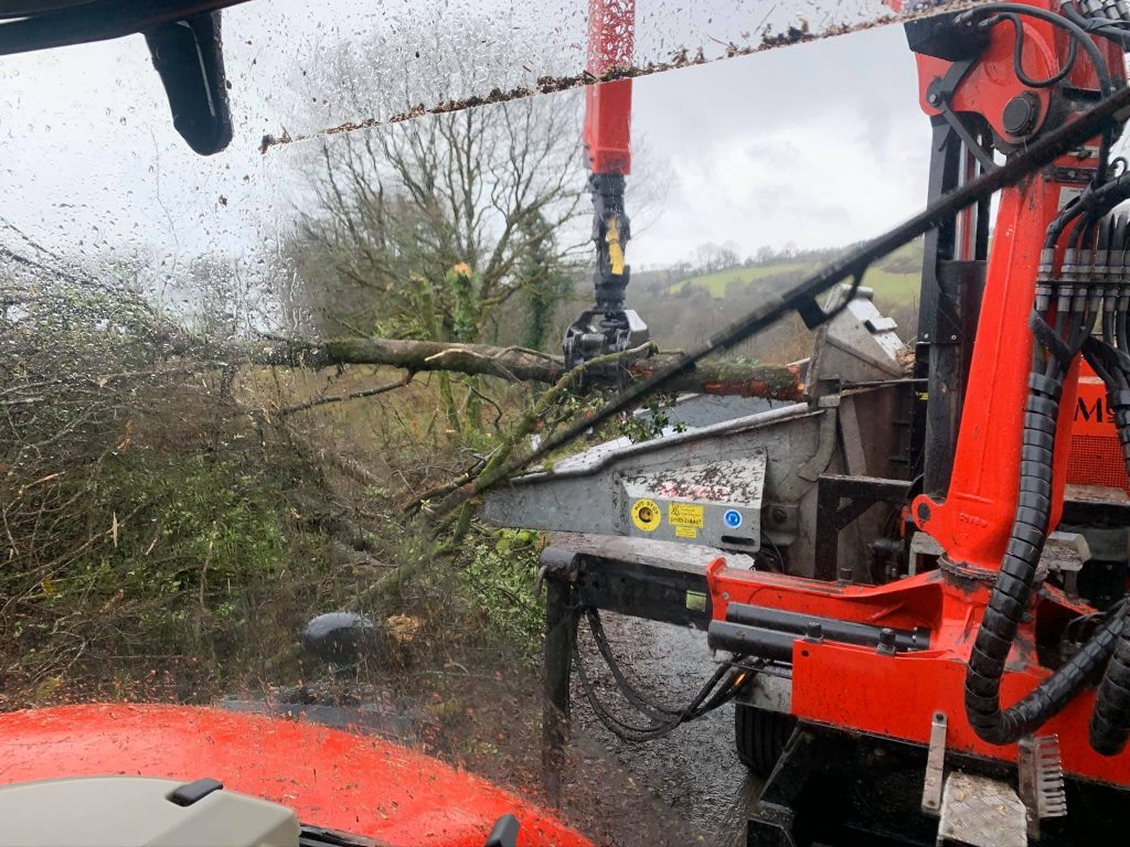 tree shearing