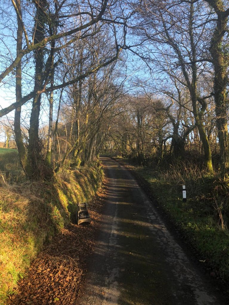 tree clearance Carmarthenshire