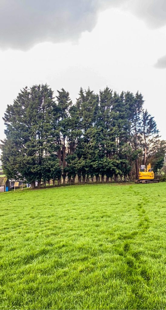 tree clearance services in Carmarthenshire
