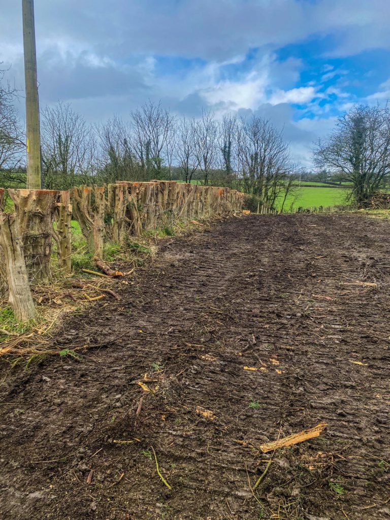 professional tree clearance